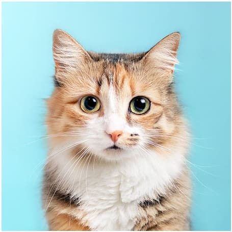 Pet Safety