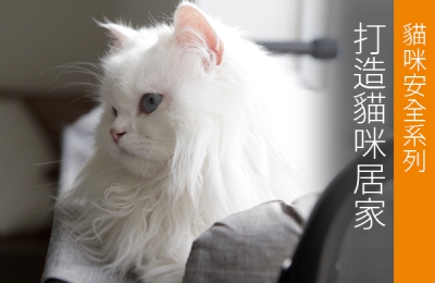 Pet Safety: Creating a Safe Environment for Your Cat at Home