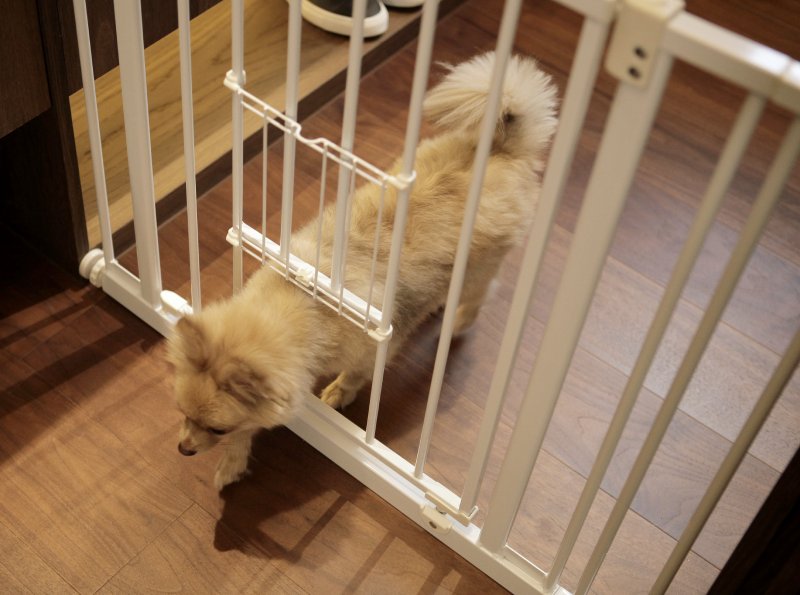 Small Dog Pass-Through Door at Gate Base