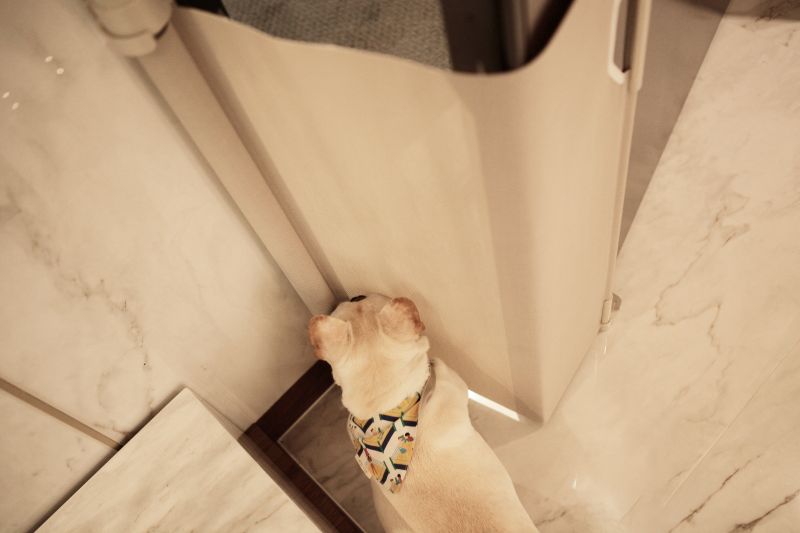 Peekaboo Catch Preventing Dog from Escaping Through Front Door